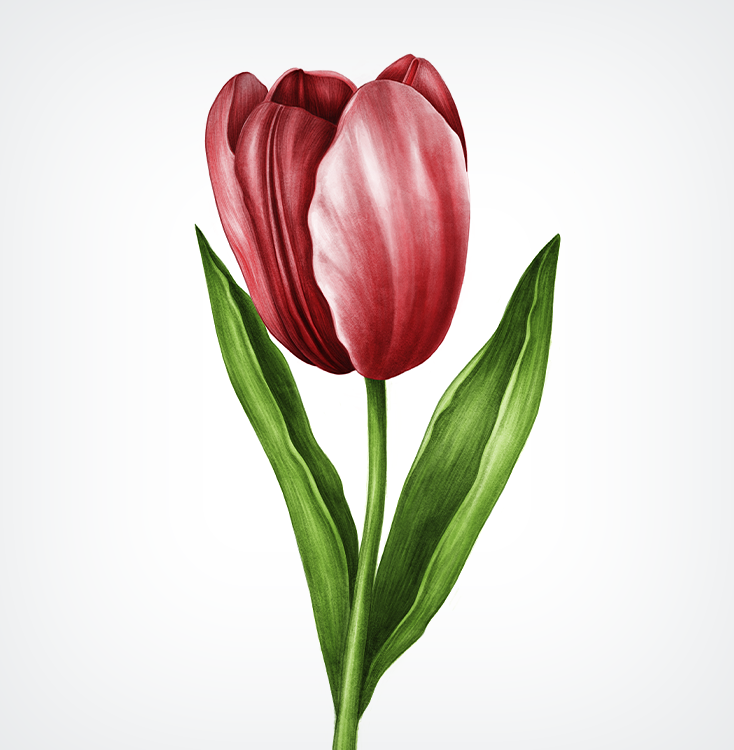 Artwork aquarel tulp van Tamara Raijer
